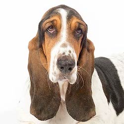 Are you a Basset Hound?