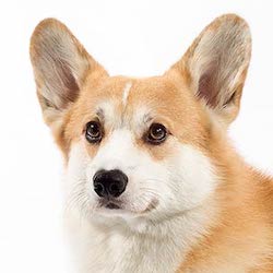 Are you a Corgi?